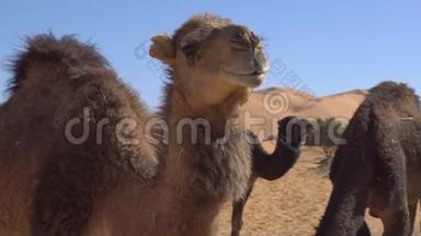 在<strong>沙漠里</strong>，骆驼用干草和碎草来吃小麦，背景是沙丘